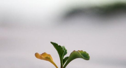 Mentalidad de Crecimiento: El Arte de No Conformarse e Impulsar tu Carrera
